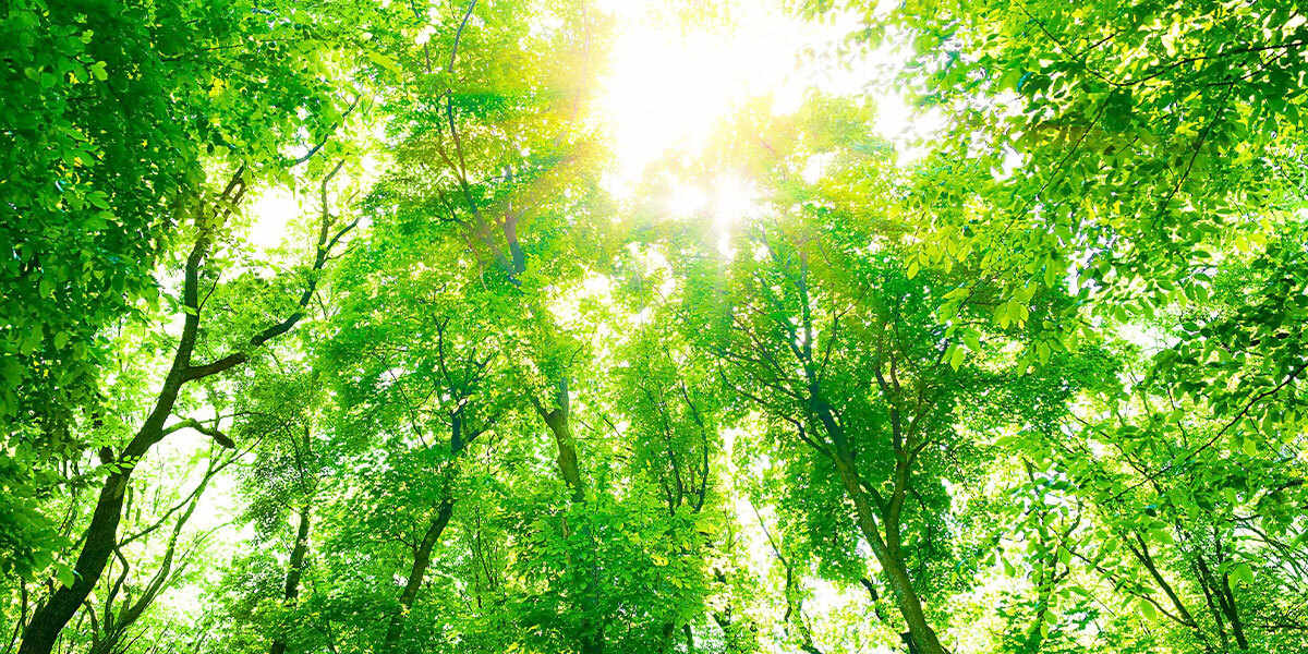 Sunlight filters through vibrant green tree leaves, creating a bright and serene forest scene.