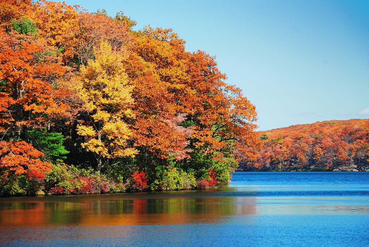 Autumn leaves at the edge of a lake